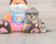 8 week old Havapoo Puppy For Sale - Simply Southern Pups