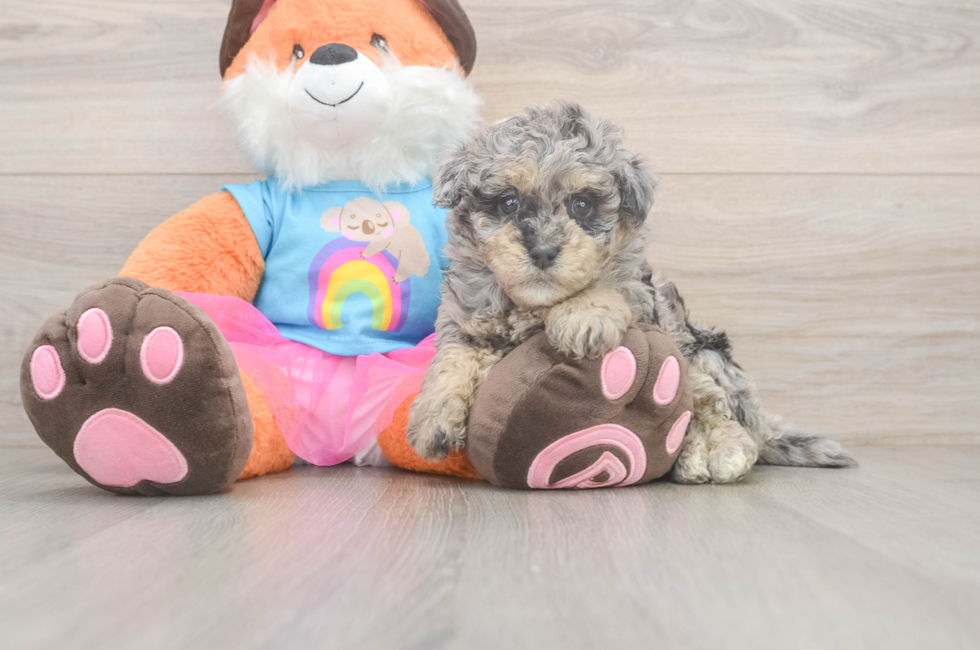 6 week old Havapoo Puppy For Sale - Simply Southern Pups