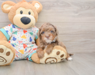 6 week old Havapoo Puppy For Sale - Simply Southern Pups