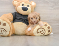 7 week old Havapoo Puppy For Sale - Simply Southern Pups