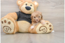 Smart Havapoo Poodle Mix Pup