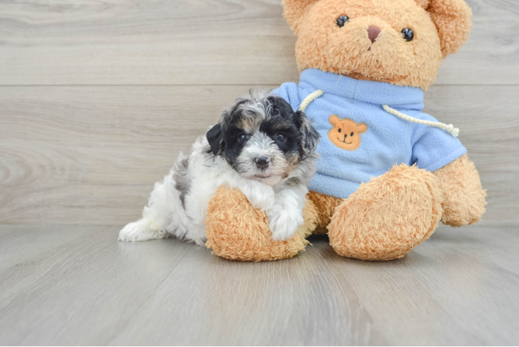 Energetic Havadoodle Poodle Mix Puppy