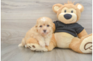 Havapoo Pup Being Cute