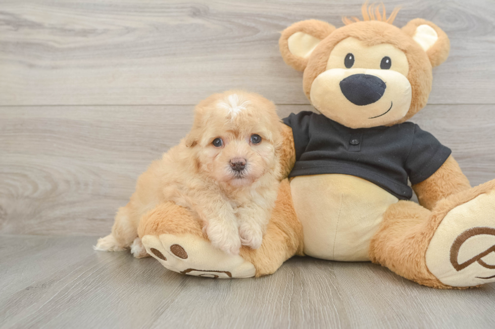Havapoo Pup Being Cute