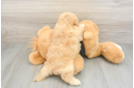 Energetic Havadoodle Poodle Mix Puppy