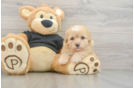 Havapoo Puppy for Adoption