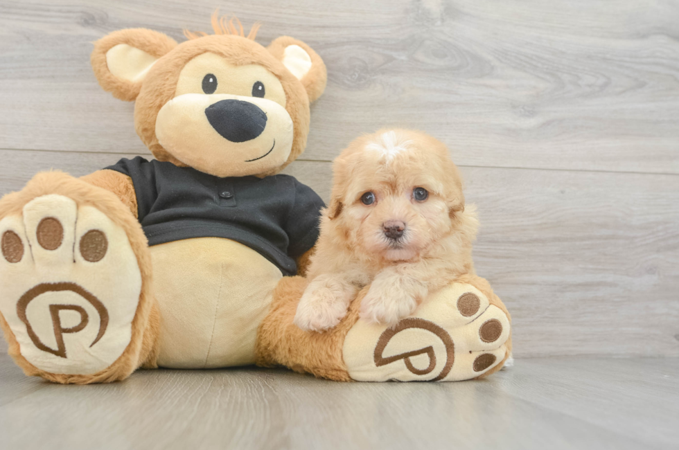 5 week old Havapoo Puppy For Sale - Simply Southern Pups