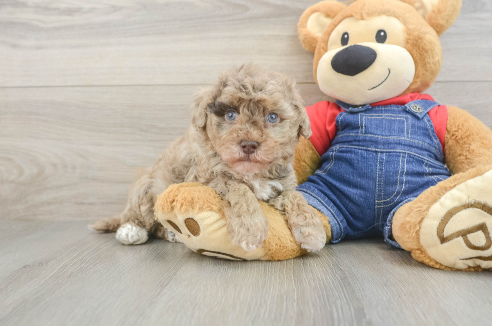 5 week old Havapoo Puppy For Sale - Simply Southern Pups