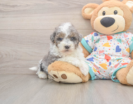 7 week old Havapoo Puppy For Sale - Simply Southern Pups