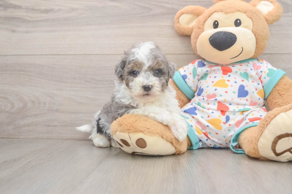 6 week old Havapoo Puppy For Sale - Simply Southern Pups
