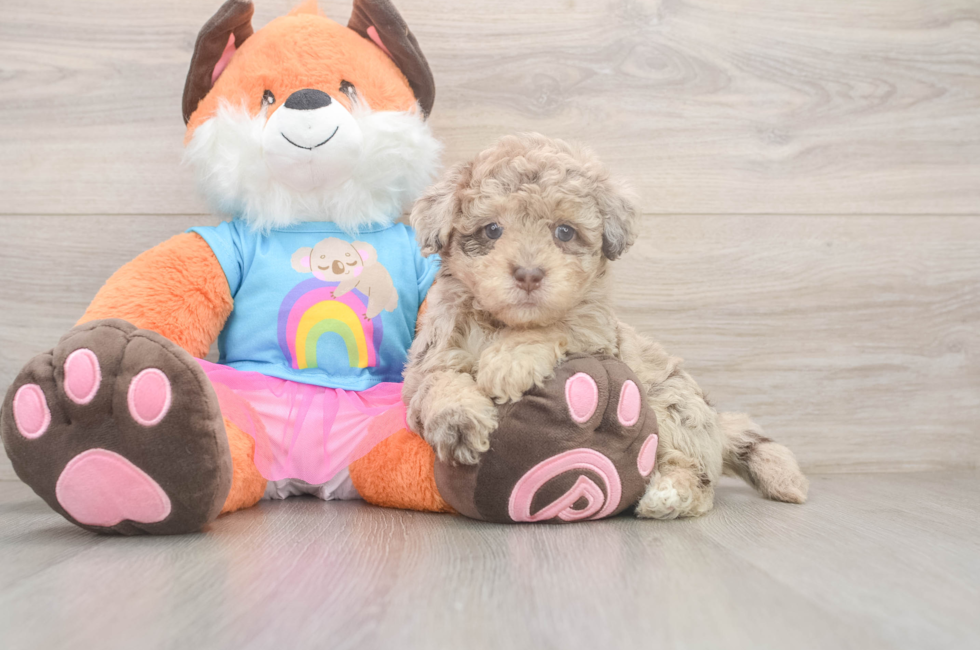 6 week old Havapoo Puppy For Sale - Simply Southern Pups