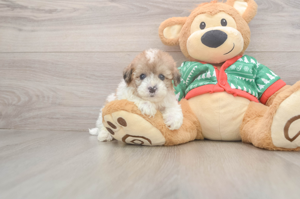 5 week old Havapoo Puppy For Sale - Simply Southern Pups