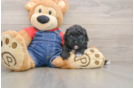Havapoo Pup Being Cute