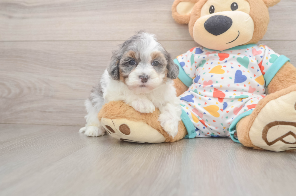6 week old Havapoo Puppy For Sale - Simply Southern Pups