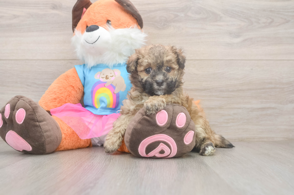 6 week old Havapoo Puppy For Sale - Simply Southern Pups