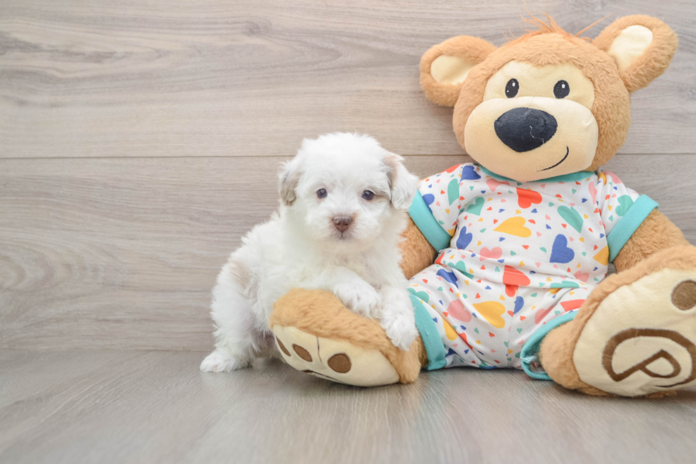 Funny Havapoo Poodle Mix Pup