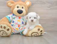 6 week old Havapoo Puppy For Sale - Simply Southern Pups