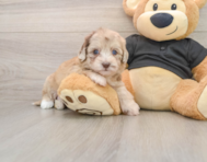 7 week old Havapoo Puppy For Sale - Simply Southern Pups