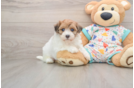 Havapoo Puppy for Adoption
