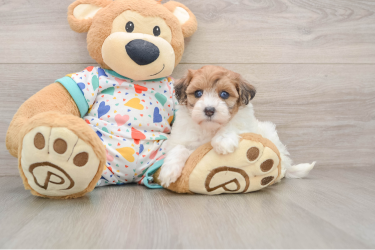 Best Havapoo Baby