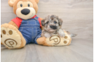 Cute Havapoo Baby