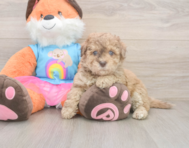 8 week old Havapoo Puppy For Sale - Simply Southern Pups