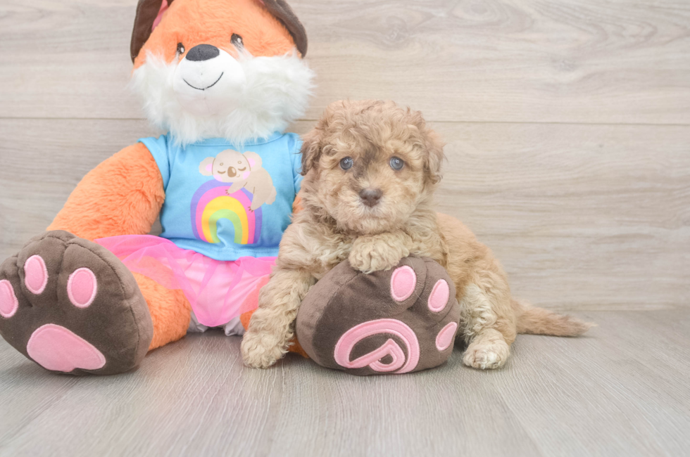 6 week old Havapoo Puppy For Sale - Simply Southern Pups