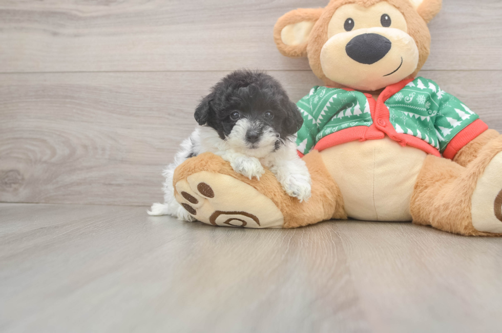 5 week old Havapoo Puppy For Sale - Simply Southern Pups