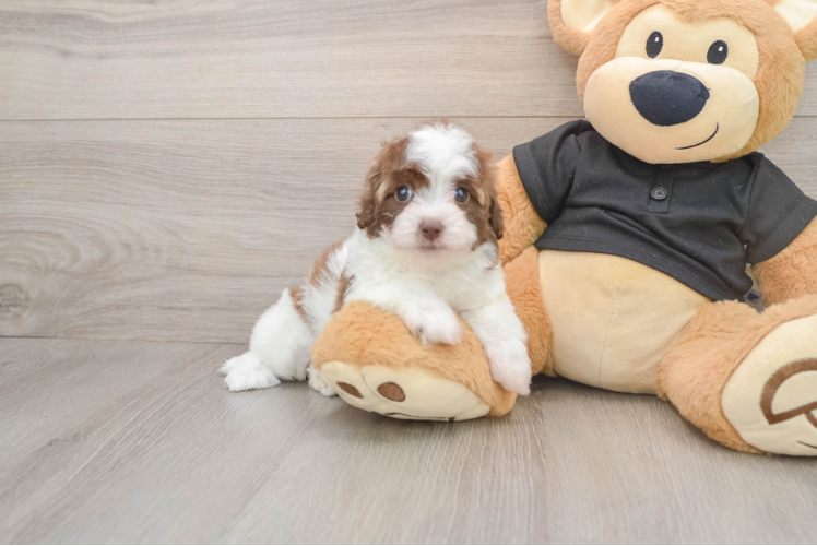 Havapoo Pup Being Cute