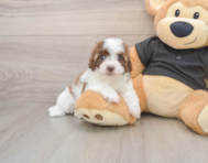 7 week old Havapoo Puppy For Sale - Simply Southern Pups