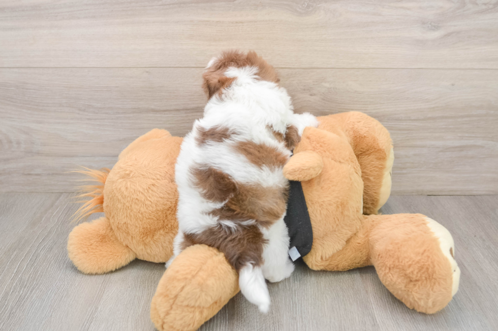 Havapoo Pup Being Cute