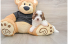 Best Havapoo Baby