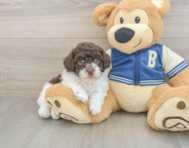 8 week old Havapoo Puppy For Sale - Simply Southern Pups