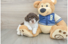 Havapoo Pup Being Cute
