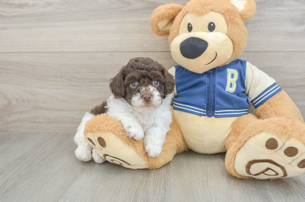 5 week old Havapoo Puppy For Sale - Simply Southern Pups