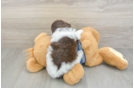 Popular Havapoo Poodle Mix Pup