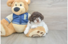 Hypoallergenic Havadoodle Poodle Mix Puppy