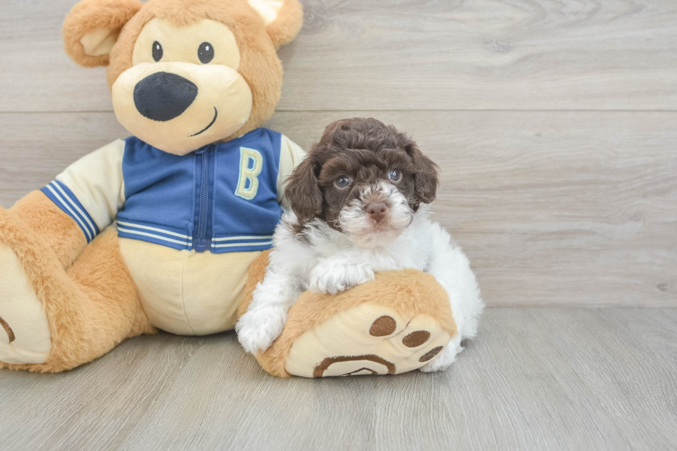 Hypoallergenic Havadoodle Poodle Mix Puppy