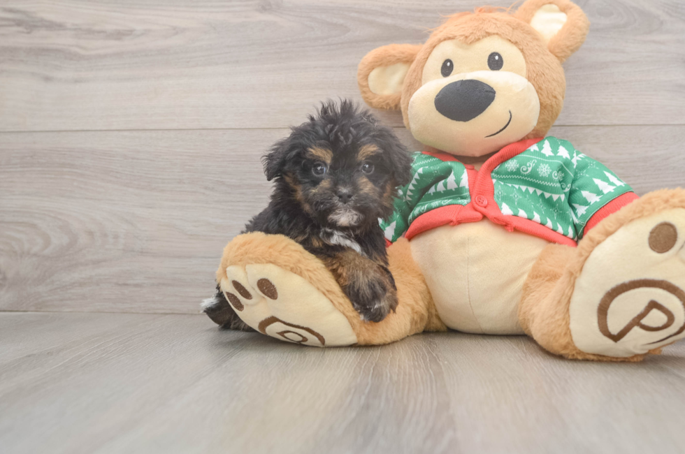 5 week old Havapoo Puppy For Sale - Simply Southern Pups