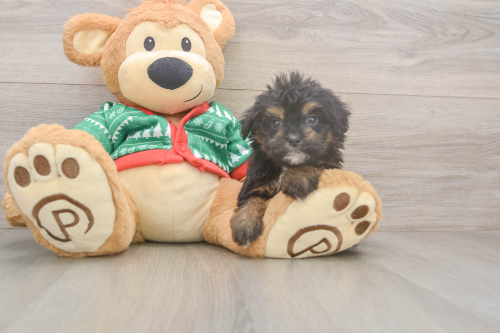 Little Havadoodle Poodle Mix Puppy
