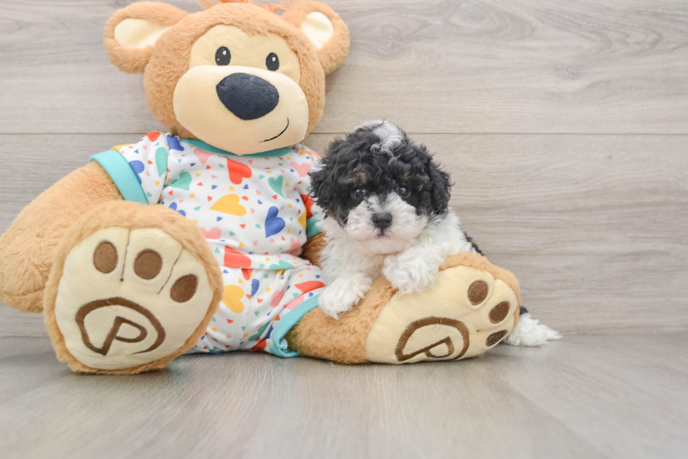 Havapoo Pup Being Cute