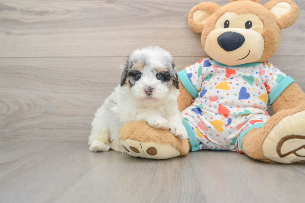 Petite Havapoo Poodle Mix Pup