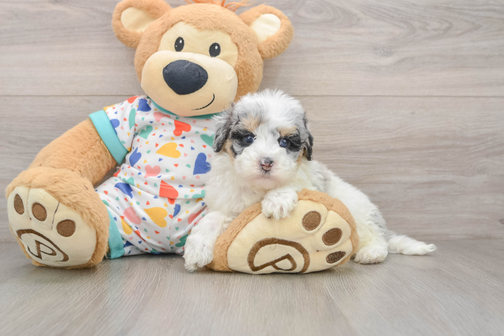 Little Havadoodle Poodle Mix Puppy