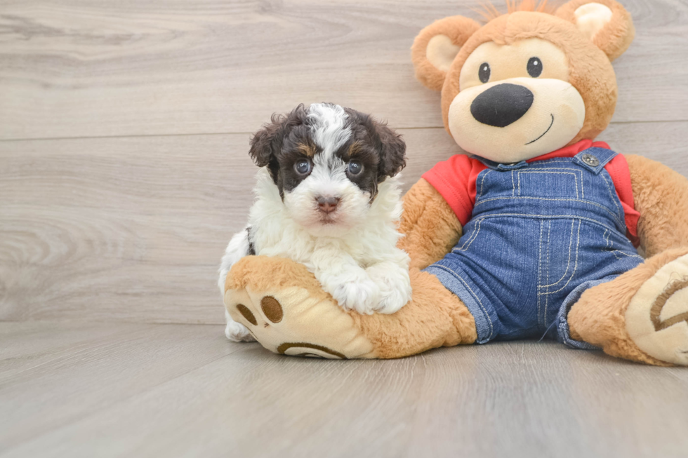 Fluffy Havapoo Poodle Mix Pup