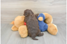 Havapoo Pup Being Cute