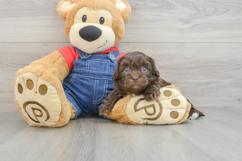 6 week old Havapoo Puppy For Sale - Simply Southern Pups
