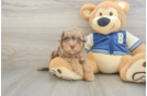 Popular Havapoo Poodle Mix Pup
