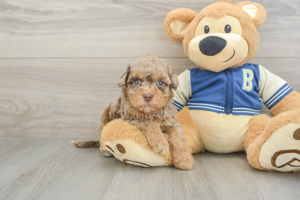 Popular Havapoo Poodle Mix Pup