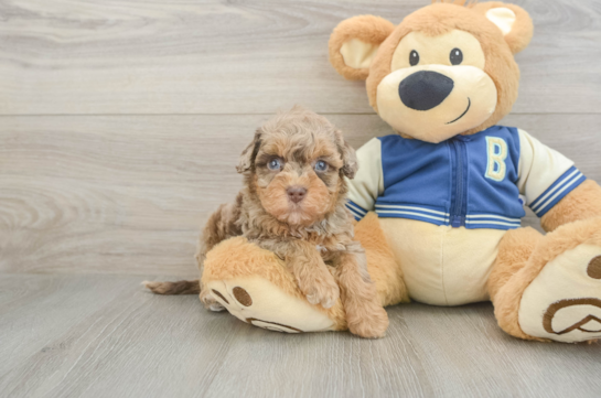 Popular Havapoo Poodle Mix Pup