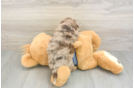 Popular Havapoo Poodle Mix Pup